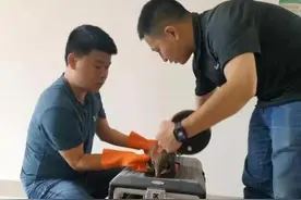 福建龙岩救助放生国家一级保护动物中华穿山甲图片