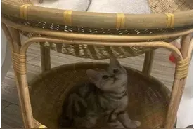 广西女孩带动400多名乡亲做竹编猫窝，日销50多万，网友：老手艺的传承图片