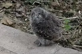 市民路边捡到一只幼鸟，专家：系国家二级保护动物东方角鸮图片