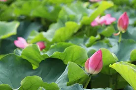 看临沂｜⑭五洲湖荷花开满池图片