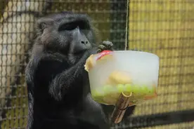克罗地亚遭遇高温 动物园猴子吃冰食物消暑降温图片