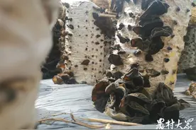 大学生返乡种木耳，年赚60万，10年带动周边村民发展500多图片