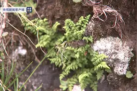青海首次发现国家一级保护植物——玉龙蕨图片