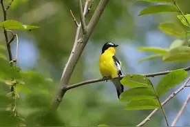 天目鸟痴一场大雨冲走了一对白眉姬（jī）鹟（wēng）夫妻的希望图片