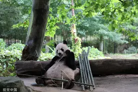 成都大熊猫惬意进食 憨态可掬惹人爱图片