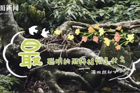 vlog④｜最聪明的雨林植物是什么？｜公园中国·雨林探秘图片