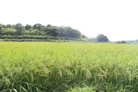新华全媒+｜筑根基 拓渠道 兴科技——南方粮食主产区生产一线见闻图片