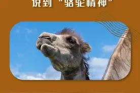 从《野骆驼》邮票说到“骆驼精神”图片