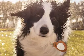 防丢神器！华为Tag发布：支持远距离寻物 售99元起图片