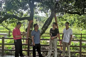 江门：百年前落户恩平的“龙门挂绿”是“增城挂绿”直系亲属图片