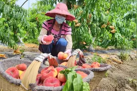 此季崇明，甜甜甜甜甜图片