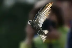 首次精确揭示北京雨燕迁徙规律，中外研究团队是如何获取数据的？图片