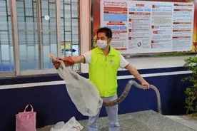 蛇出没！夏季防蛇攻略请收好图片