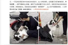 心疼又好笑！边牧被卡电动车表情凝重，消防解救后喜笑颜开图片