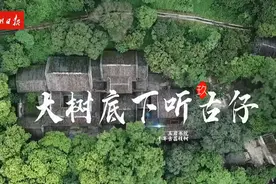 大树底下听古仔⑨｜千年古荔 一树佳果两种味图片