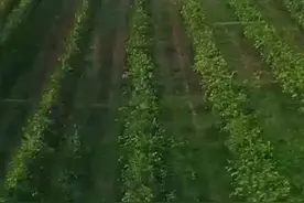 天目新闻记者探访“赣南脐橙”发源地江西信丰 看一株脐橙树如何撬动大产业图片