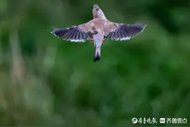 黑尾蜡嘴雀，叫声高亢悠扬图片