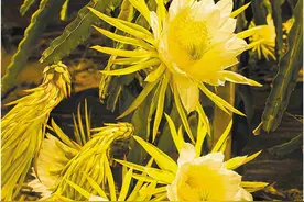 静夜花开暗香来 雪心玉萼盼丰收图片