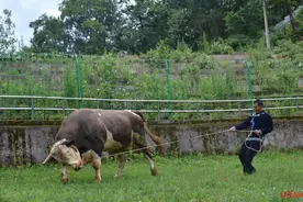 专访凉山“斗牛王”：曾夺7个斗牛冠军 投资300万建斗牛场，10万重金买公牛图片