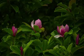 每日欣赏｜玉兰花开二度图片