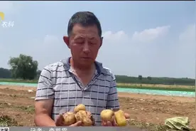 心疼！土豆到了收获季却几乎全开裂，种植户赔钱卖，损失数万元