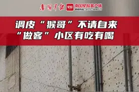 晚安十点（2022.7.5）丨猴哥“大闹”南宁一小区？居民：快把“大师兄”送走……图片