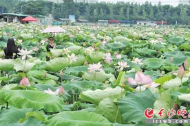 “荷”你一起，赏最美风景图片