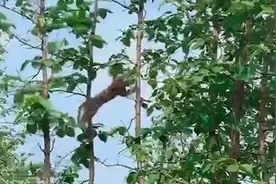 实拍豹子猎杀猴子：在树梢间使出“倒挂金钩” 锁定猎物一击毙命视频封面