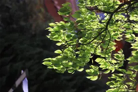 一起读课文丨《你是人间的四月天》图片