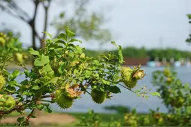 辰山植物园缫丝花挂幼果“VC之王”扎手却养人图片