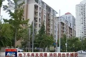 警报！大连频现狗獾，遇到它别招惹图片