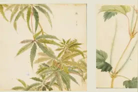 植物中的百家姓：以麻为姓 富足与清宁同在图片