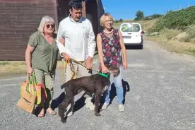 法国一宠物狗走失10年后与主人重聚，主人：庆幸它没有遭受虐待图片