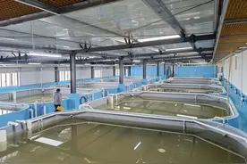 盒马首批南美白对虾顺利“上岸”！“蹦上”市民餐桌图片