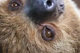 动物的眼睛如何分辨色彩图片