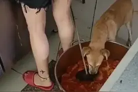 人吃狗食？！狗在一外卖店盛饭桶里进食图片