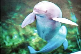 长江江豚“福久”在汉产下幼豚“F9C22”图片