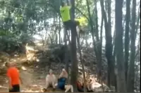 视频全记录：前一秒还在爬树 后一秒坠下致骨裂