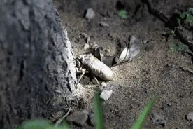 知了猴110元一斤！情报员热议：买点尝尝鲜就行，又不能当饭吃图片