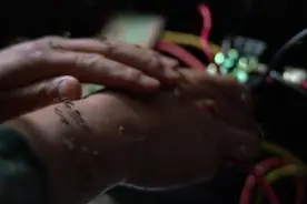 这里的蚊子有多毒？连警犬都扛不住了图片