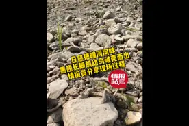 果然视频｜日照傅疃河河畔黑翅长脚鹬幼鸟破壳，情报员晒现场过程图片