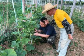巢湖：瓜蒌园里巧套种“一地双收”增效益图片