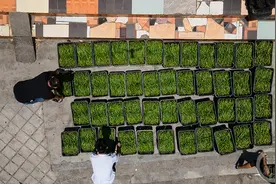 重庆秀山：辣椒丰收助农增收图片