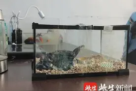 13岁孩子网购眼镜蛇父亲吓得报警，野生动物救助中心：有剧毒图片