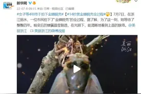 金蝉脱壳全过程！蜕变后迎新生的一瞬太美了图片