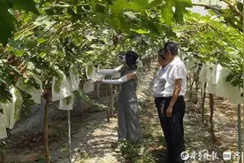 60元/斤的“金芒葡萄”快熟了！济南经济林示范园里水果种类多图片