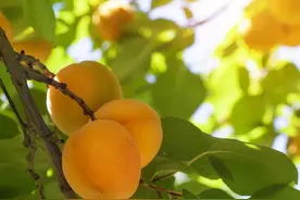 坊间‖香杏图片