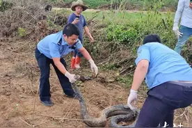 头皮发麻！茂名电白马踏惊现3米大蟒蛇，村民吓得不轻……图片