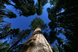 美国约塞米蒂突发林火 危及千年古树图片