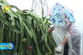 阳东：火龙果铺就火红致富路图片